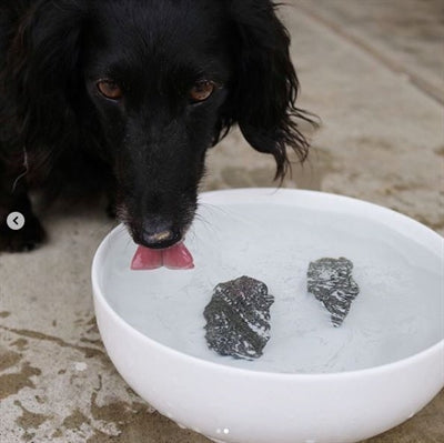 Dog Rocks - BESTRIJDINGSARTIKELEN - BrokjesKoning.nl