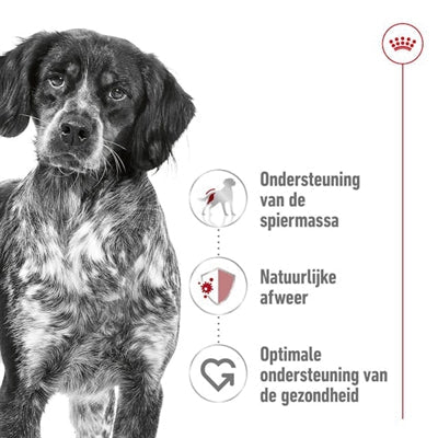 Royal Canin Medium Adult - DROOGVOER - BrokjesKoning.nl