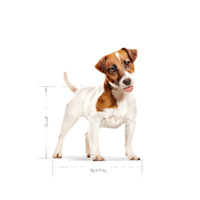 Royal Canin Mini Adult - DROOGVOER - BrokjesKoning.nl